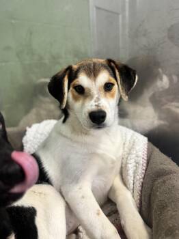 Saint Bernard Dogs Available for Adoption - Chloe | PetCurious