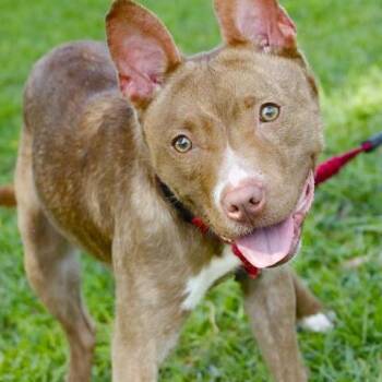 Barbie -  Mixed Breed Dog for Adoption in Hopkinton, Massachusetts - Barbie | PetCurious