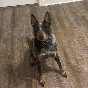Zip -  Australian Cattle Dog Blue Heeler Dog for Adoption in Rossville, Georgia - Zip | PetCurious