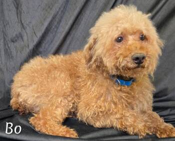 Rescue Miniature Poodle Dogs for Adoption in Fredericksburg, Virginia - Bo | PetCurious