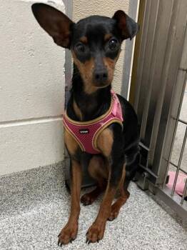 Miniature Pinscher Dogs Available for Adoption in Key West, Florida - Cupcake | PetCurious