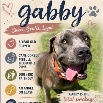 ***Gabby -  Cane Corso and Pit Bull Terrier Dog for Adoption in Oceanside, California - ***Gabby | PetCurious