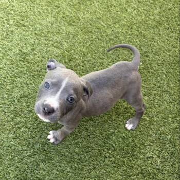 Calliope 2414 -  Pit Bull Terrier and Terrier Dog for Adoption in Loxahatchee Groves, Florida - Calliope 2414 | PetCurious
