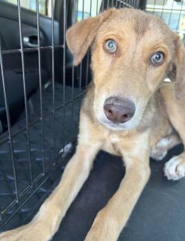 Opal -  Afghan Hound Dog for Adoption in Tacoma, Washington - Opal | PetCurious