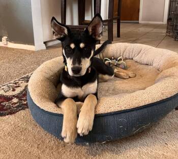 Rescue Shepherd Dogs for Adoption in Gig Harbor, Washington - Marianne | PetCurious