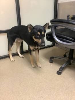 Rescue German Shepherd Dog and Mixed Breed Dogs for Adoption in Fort Worth, Texas - 59726619 | PetCurious