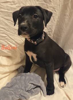 Rescue Mixed Breed Dogs for Adoption in Taycheedah, Wisconsin - Bellini | PetCurious