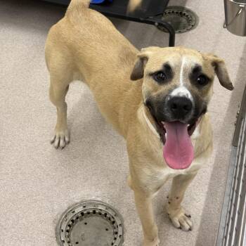 Mastiff Dogs Available for Adoption in Birmingham, Alabama - Arthur | PetCurious