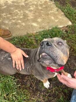 Jen -  Pit Bull Terrier Dog for Adoption in Bloomington, Indiana - Jen | PetCurious