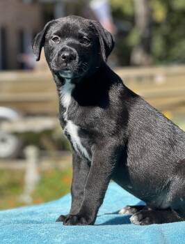 Rescue Mixed Breed Dogs for Adoption in Mount Pleasant, South Carolina - Sanford | PetCurious