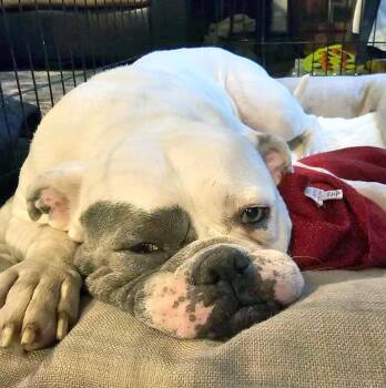 Rescue American Bulldog Dogs for Adoption in Kansas City, Kansas - Bug | PetCurious