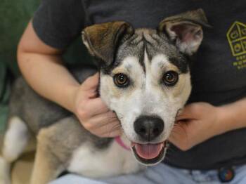 Anna -  Siberian Husky and Pit Bull Terrier Dog for Adoption in Portland, Oregon - Anna | PetCurious