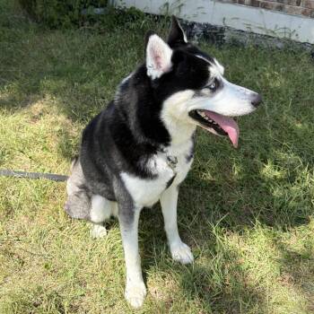 King -  Husky Dog for Adoption in Columbia, Missouri - King | PetCurious