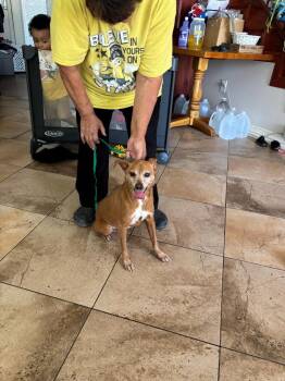 Rescue Chihuahua and Miniature Pinscher Dogs for Adoption in San Antonio, Texas - FREEWAY | PetCurious