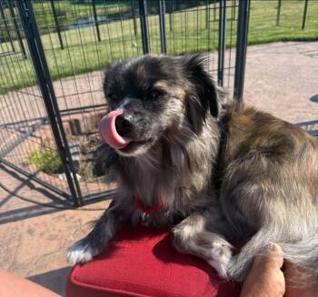 Roxanne -  Pomeranian Dog for Adoption in Taycheedah, Wisconsin - Roxanne | PetCurious