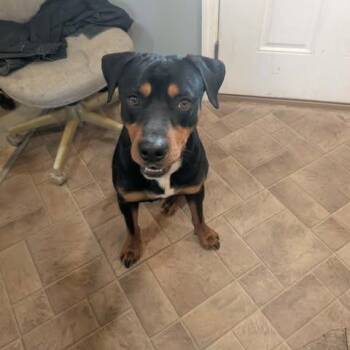 Mixed Breed Dogs Available for Adoption - Reese | PetCurious