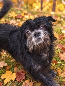 Coco -  Shih Tzu and Pug Dog for Adoption - Coco | PetCurious