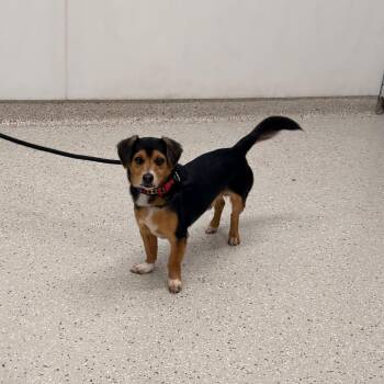 Dachshund and Beagle Dogs Available for Adoption in Indianapolis, Indiana - Hugo | PetCurious
