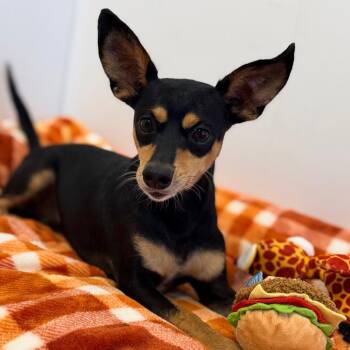 Zay -  Terrier and Mixed Breed Dog for Adoption in Green Bay, Wisconsin - Zay | PetCurious