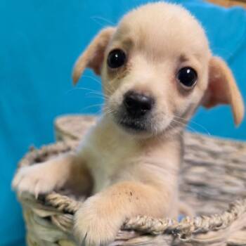 OPHELIA -  Chihuahua Dog for Adoption in Graham, Washington - OPHELIA | PetCurious
