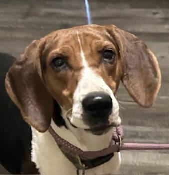 Treeing Walker Coonhound Dogs Available for Adoption - Mandy | PetCurious