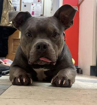 American Bulldog and Mixed Breed Dogs Available for Adoption - BOOGIE | PetCurious