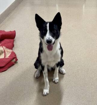 DASH -  Border Collie Dog for Adoption in Hayward, California - DASH | PetCurious
