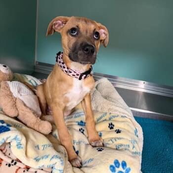 Pit Bull Terrier Dogs Available for Adoption in Titusville, Florida - Bonnie | PetCurious