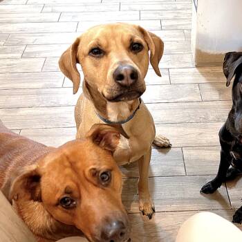 Rescue Labrador Retriever Dogs for Adoption in Longview, Texas - Pax | PetCurious