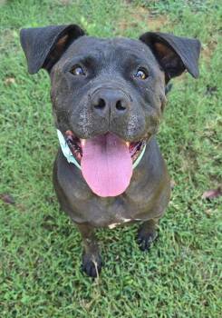 Theo (foster needed) -  Pit Bull Terrier Dog for Adoption in New York, New York - Theo (foster Needed) | PetCurious
