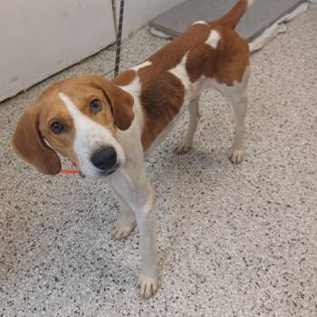 Kalvin -  Treeing Walker Coonhound and Mixed Breed Dog for Adoption in Hattiesburg, Mississippi - Kalvin | PetCurious