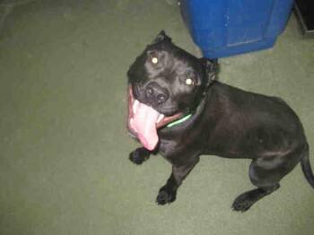 MAMBA -  Mixed Breed Dog for Adoption in Santa Fe, New Mexico - MAMBA | PetCurious
