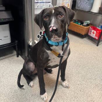 Sirius -  Hound Dog for Adoption in Englewood, Florida - Sirius | PetCurious