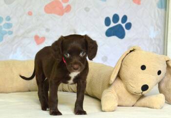 Birdie -  Boykin Spaniel Dog for Adoption in Willingboro, New Jersey - Birdie | PetCurious