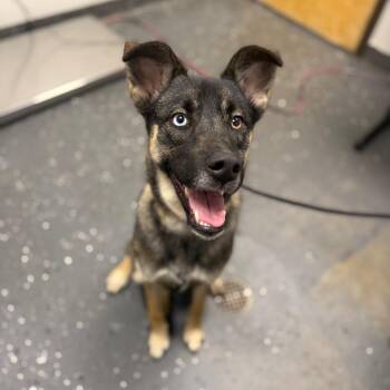 Gabby -  Mixed Breed Dog for Adoption in Columbiana, Alabama - Gabby | PetCurious