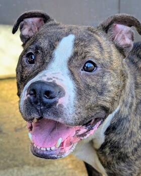 Winifred -  Pit Bull Terrier Dog for Adoption in Chicago, Illinois - Winifred | PetCurious