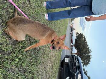 Bella girl -  Chihuahua and Terrier Dog for Adoption in Harlingen, Texas - Bella Girl | PetCurious