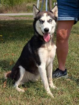 Rescue Siberian Husky Dogs for Adoption in Parsons, Kansas - Carly | PetCurious