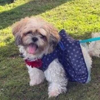 Shih Tzu Dogs Available for Adoption in Lehigh Acres, Florida - Gigi | PetCurious