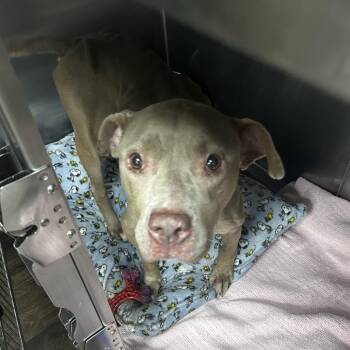 Ol Nelly -  Terrier Dog for Adoption in St. Louis, Missouri - Ol Nelly | PetCurious