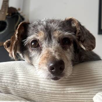 Chihuahua Dogs Available for Adoption - Theodora | PetCurious