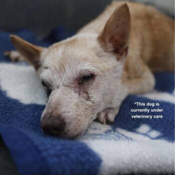 THOMAS -  Terrier Dog for Adoption in San Antonio, Texas - THOMAS | PetCurious