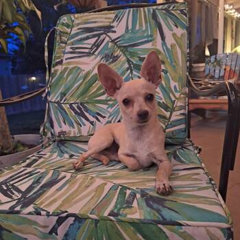 Poquito -  Chihuahua Dog for Adoption in Severance, Colorado - Poquito | PetCurious