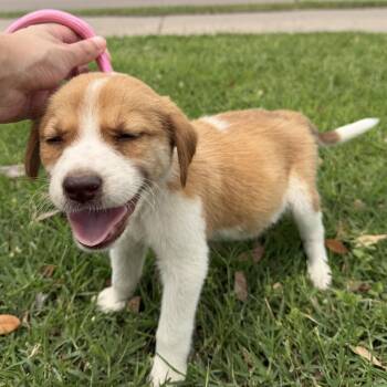 Labrador Retriever Dogs Available for Adoption in Harlingen, Texas - Pearl | PetCurious