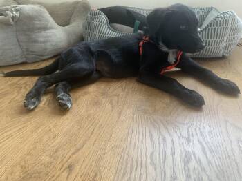Sally -  Black Labrador Retriever Dog for Adoption in Aurora, Illinois - Sally | PetCurious