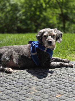 Rescue Schnauzer Dogs for Adoption in Florence, Kentucky - Tilly | PetCurious
