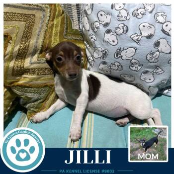 Jilli (Scooters Skittles) 100326 -  Chihuahua and Dachshund Dog for Adoption in Kimberton, Pennsylvania - Jilli (Scooters Skittles) 100326 | PetCurious