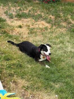 Ruby -  Catahoula Leopard Dog Dog for Adoption in Colorado Springs, Colorado - Ruby | PetCurious