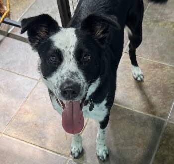 Border Collie and Australian Cattle Dog Blue Heeler Dogs Available for Adoption - Harloe | PetCurious