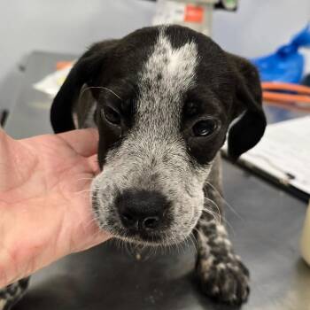 Lola -  Mixed Breed Dog for Adoption in Madisonville, Tennessee - Lola | PetCurious